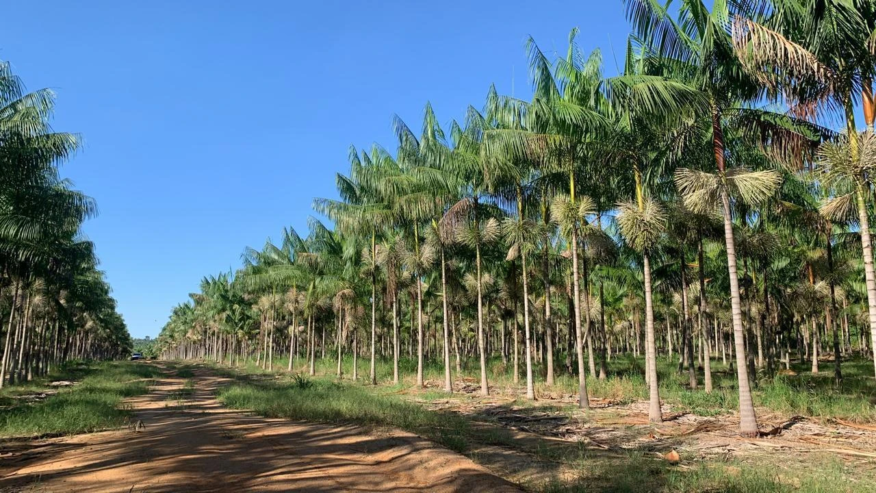 Fazenda Produtiva com 315 Hectares e 162 Hectares de Açaí Irrigado — Baião/PA